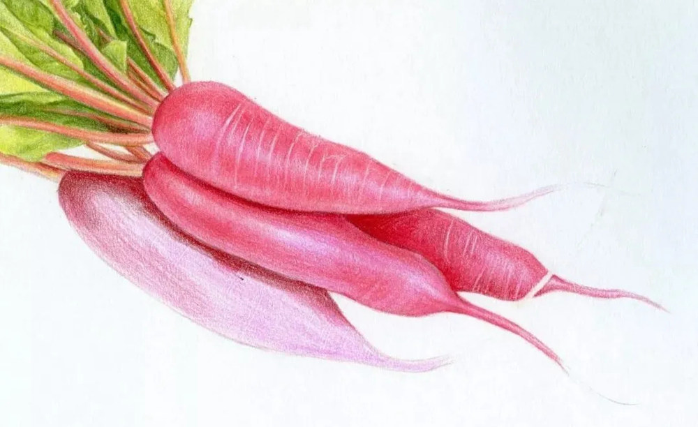 广州画室排名前几画室彩铅教程 | 新鲜滴出水的小萝卜画法,18