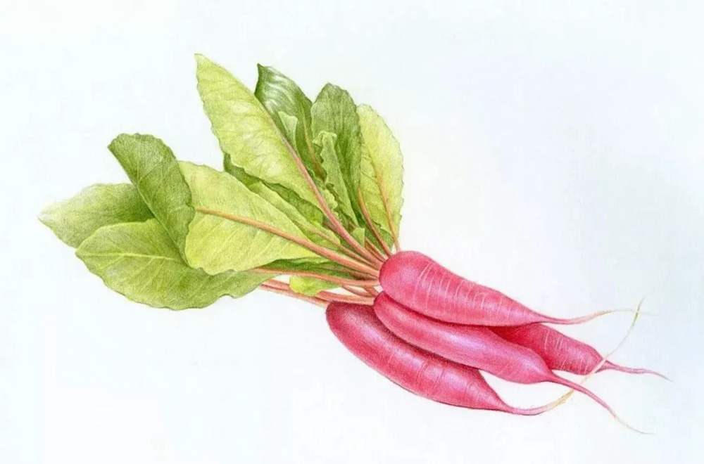 广州画室排名前几画室彩铅教程 | 新鲜滴出水的小萝卜画法,01