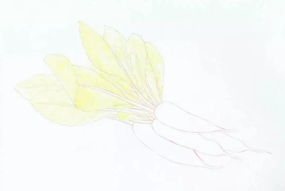 广州画室排名前几画室彩铅教程 | 新鲜滴出水的小萝卜画法,05