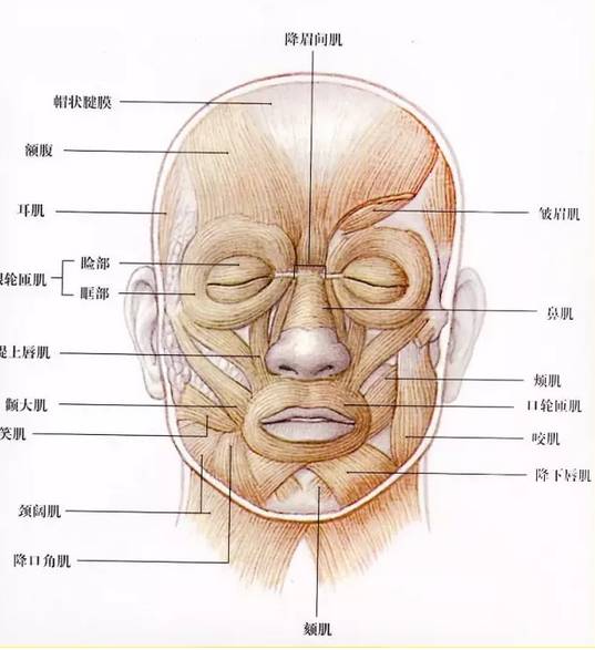 这些素描头像默写秘诀，广州十大画室之告诉你,04