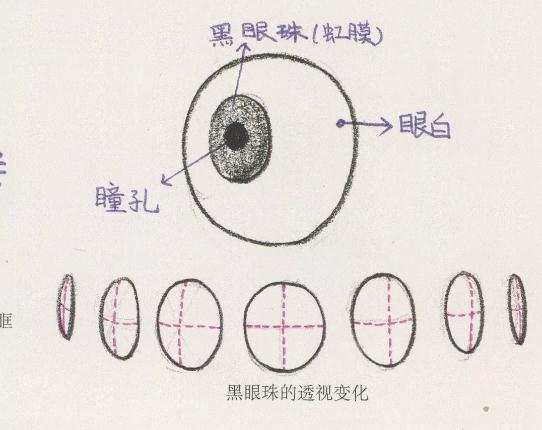 广州美术培训画室整理的速写五官局部之眼睛的画法,06