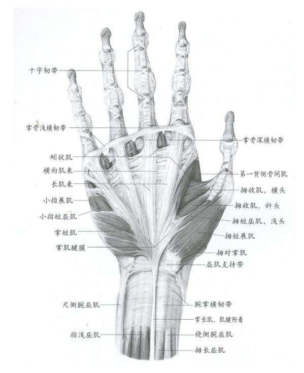 广州十大画室老师给你详细解析速写局部精讲之手部比例、肌肉、特征,06