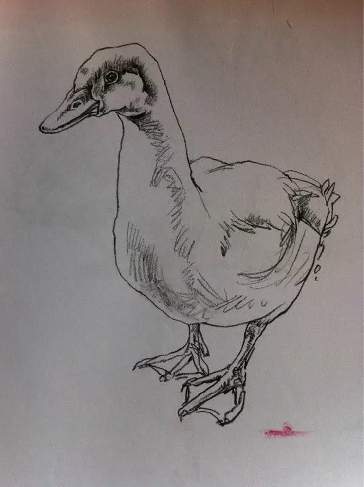 如果你正在学习线描速写，广州艺考画室觉得这52幅作品正合适你,26