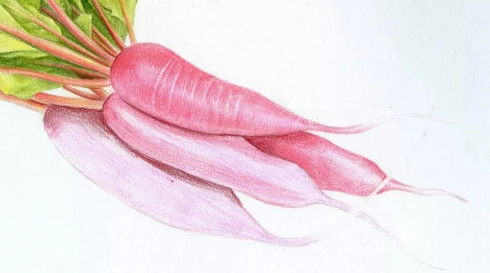 广州画室排名前几画室彩铅教程 | 新鲜滴出水的小萝卜画法,17