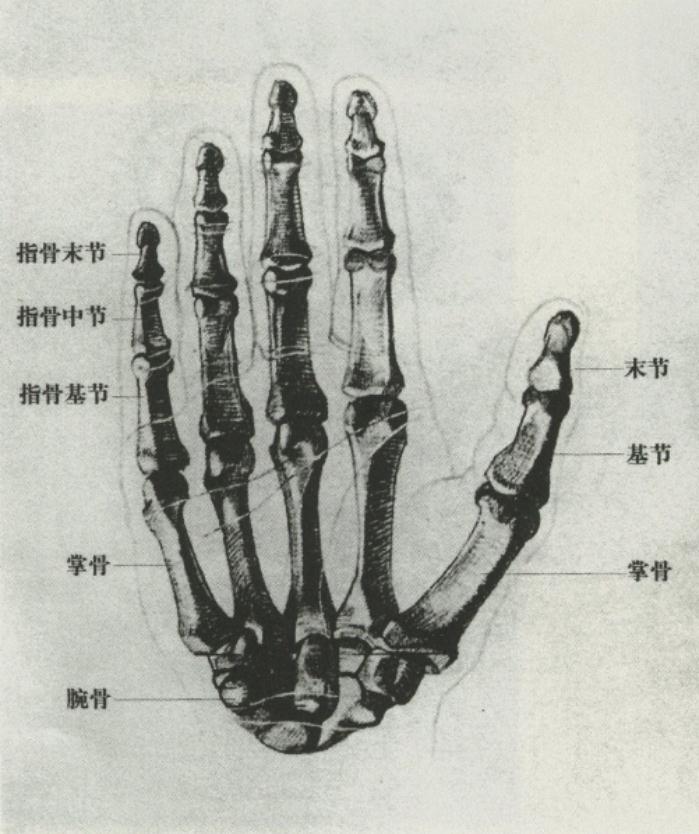 广州十大画室老师给你详细解析速写局部精讲之手部比例、肌肉、特征,01