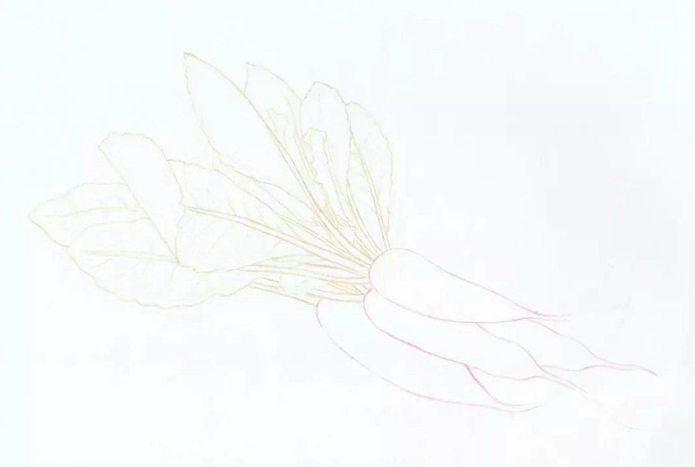 广州画室排名前几画室彩铅教程 | 新鲜滴出水的小萝卜画法,04