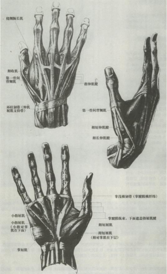 广州十大画室老师给你详细解析速写局部精讲之手部比例、肌肉、特征,02