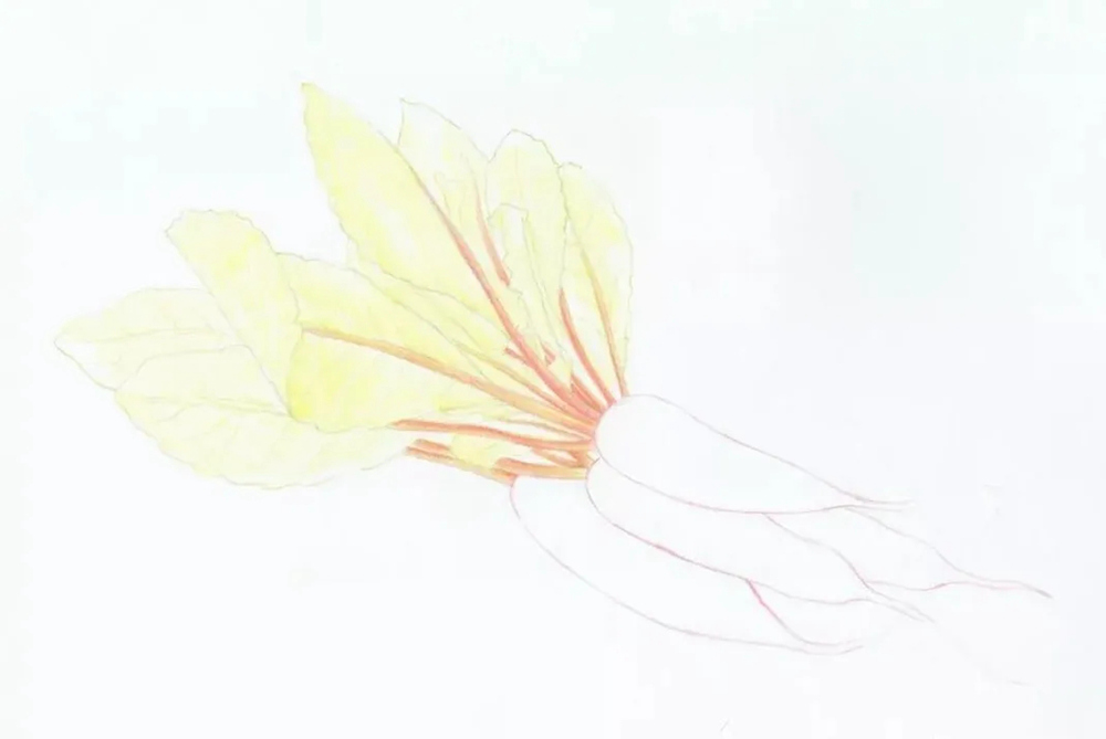 广州画室排名前几画室彩铅教程 | 新鲜滴出水的小萝卜画法,06