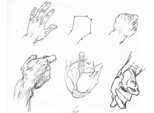广州十大画室老师给你详细解析速写局部精讲之手部比例、肌肉、特征,04